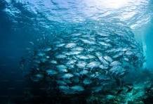 Marine and Fisheries image